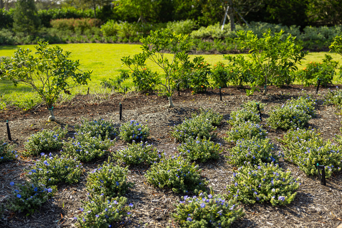 A complete Florida property showing a coordinated landscape result