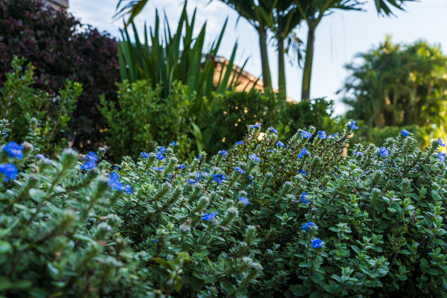 Detailed planting composition at a Melbourne home