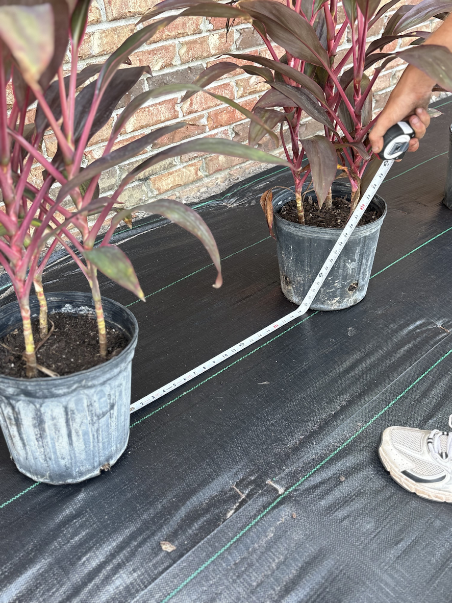A TSL crew member using a tape measure to precisely space plants during installation